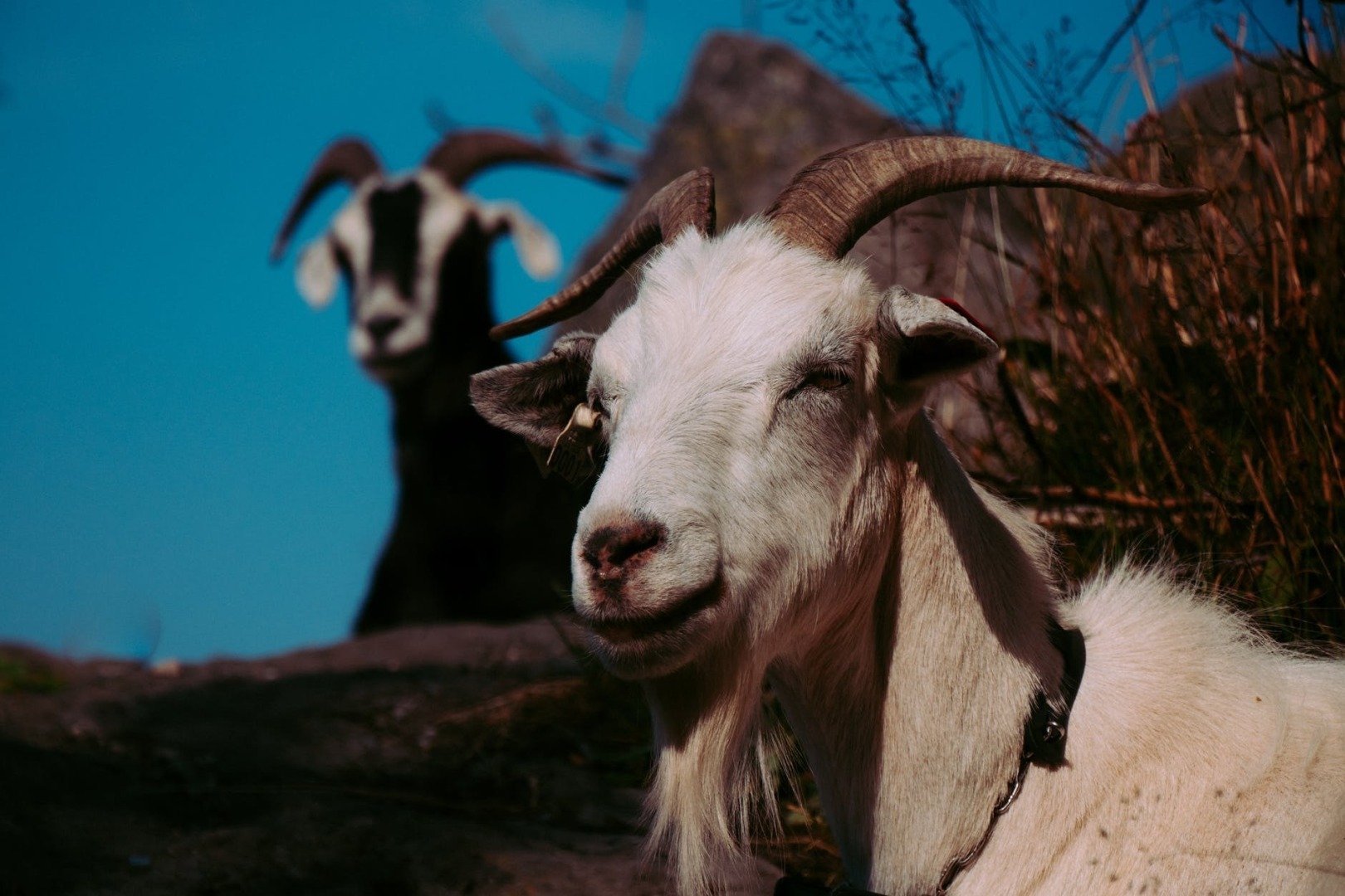 Как видят козы