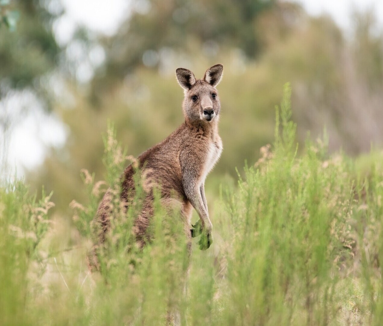 Начала раздражать... Австралия!