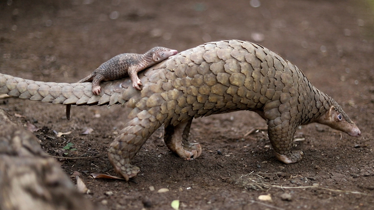 Удивительные детёныши редких животных: Милота на которую стоит взглянуть, которую Вы вряд-ли видели