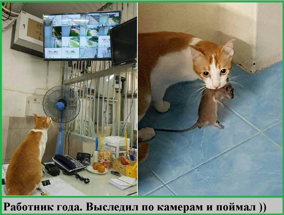 Весёлые картинки (часть 33)