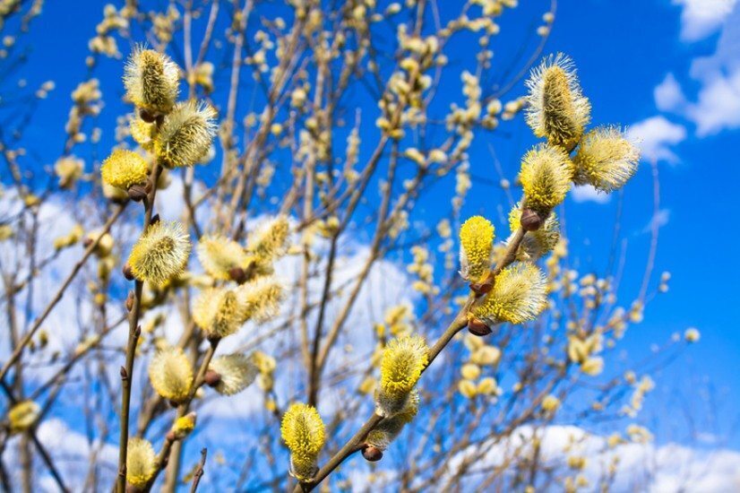 Вербное воскресенье 2022-17 апреля