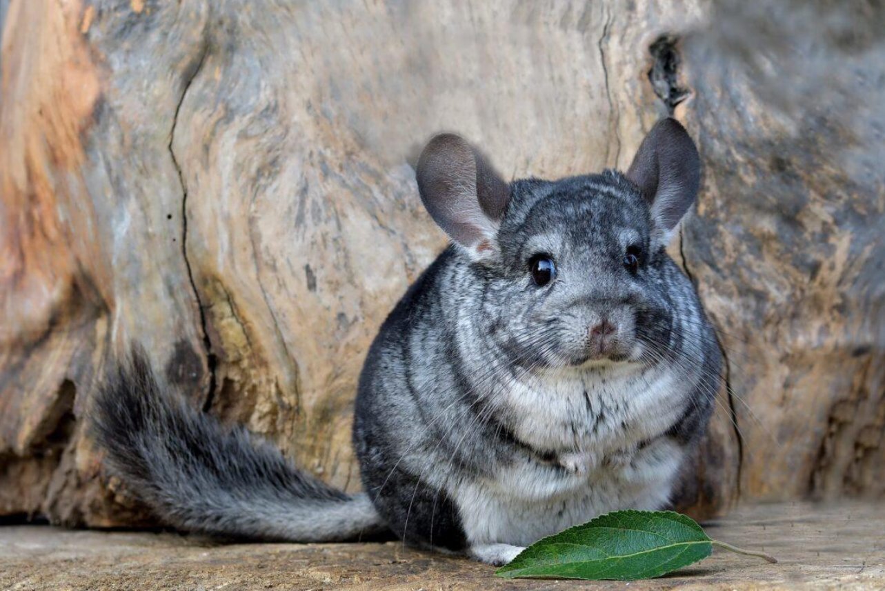 Какие декоративные домашние животные содержаться в паре, а каких лучше держать в одиночестве
