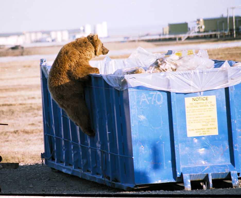 "Десять лет питаюсь только с помойки": жизненный рассказ американки + уникальные советы, как правильно выбрать просрочку. Неужели это ждёт Россию?!