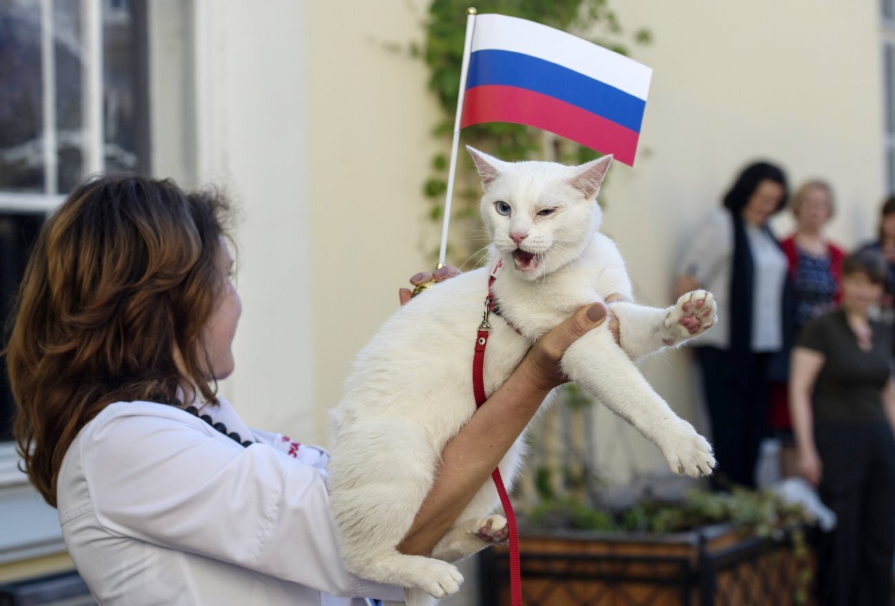 Пушистые защитники Эрмитажа и Зимнего Дворца: как коты охраняют искусство мирового класса