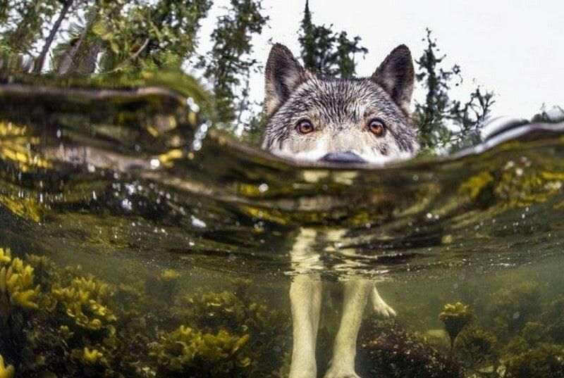 Удивительные факты о животных.