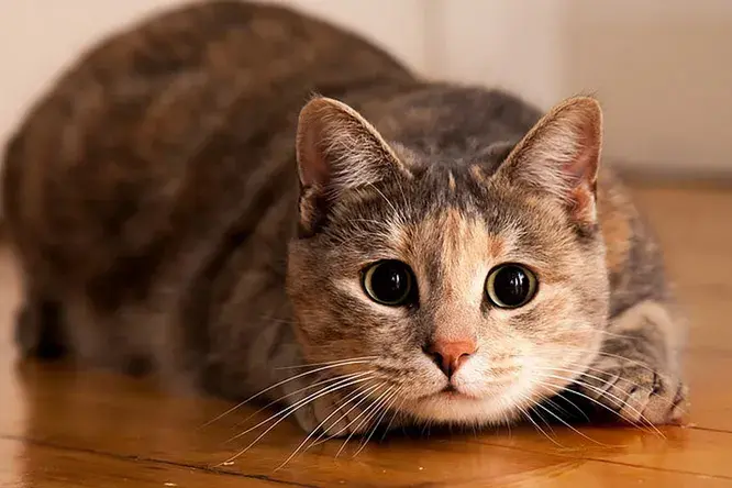 Почему кошки виляют задом перед тем, как наброситься на добычу