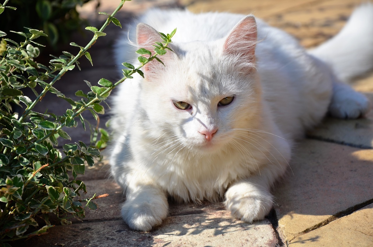 Найти свою кошку