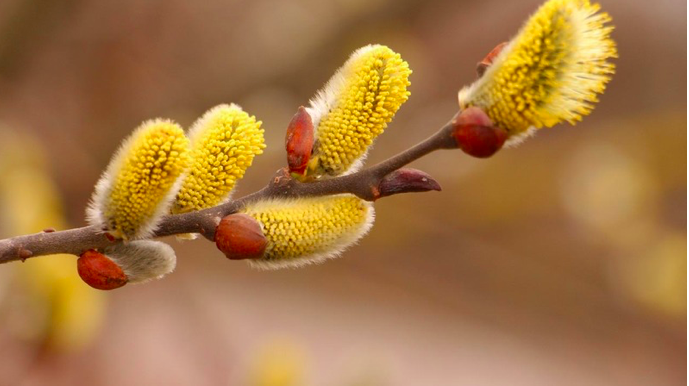 Уже скоро! Вербное воскресенье 2022: какого числа православные отмечают Вербное воскресенье 2022, приметы, что запрещено делать в Вербное воскресенье?