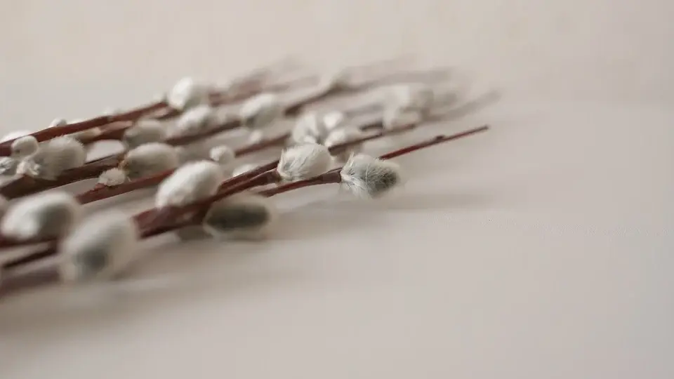 Где покупать вербу на Вербное воскресенье. Как и когда ее освящать? Что делать с вербой после праздника – выбросить или сжечь