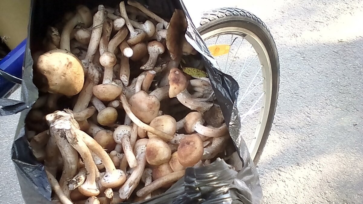 Стелс рабочая лошадка