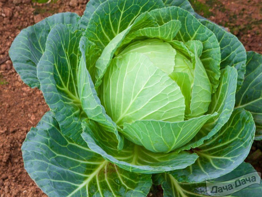 Чтобы не было в доме пусто - сажайте на даче капусту!