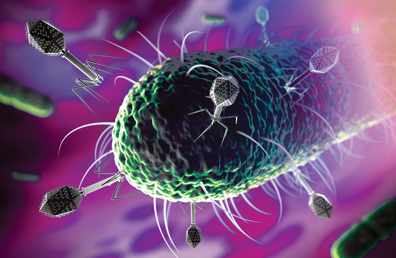 Бактериофаги атакуют бактерию