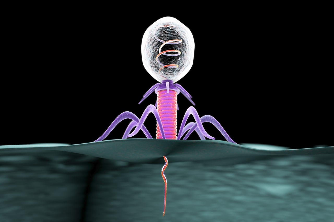 Бактериофаг заражает бактерию
