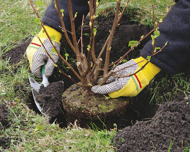 Как правильно посадить саженцы деревьев