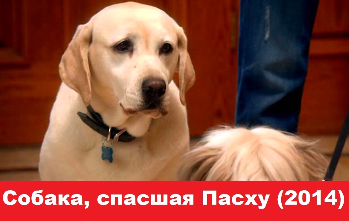 Подборка чудесных пасхальных фильмов для просмотра вместе с детьми весной 2022. Капризная детвора будет довольна