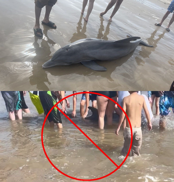 На побережье Мексиканского залива отдыхающие ради забавы довели дельфина до смерти