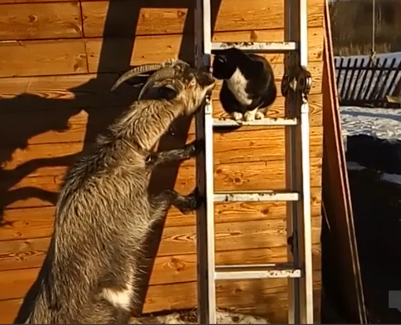 Любезности животных... Небольшой позитив в ленту))