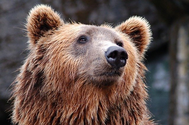 Не будите спящего медведя