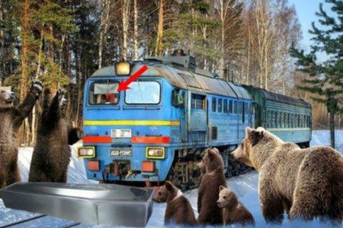 Медведи вынесли цинковый гроб прямо на рельсы и остановили локомотив. Машинист заглянул внутрь удивился от увиденного