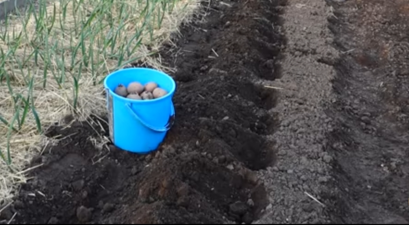 Уникальный способ выращивания картофеля под соломой: Поддержка постоянной влаги, не нужно пропалывать и окучивать