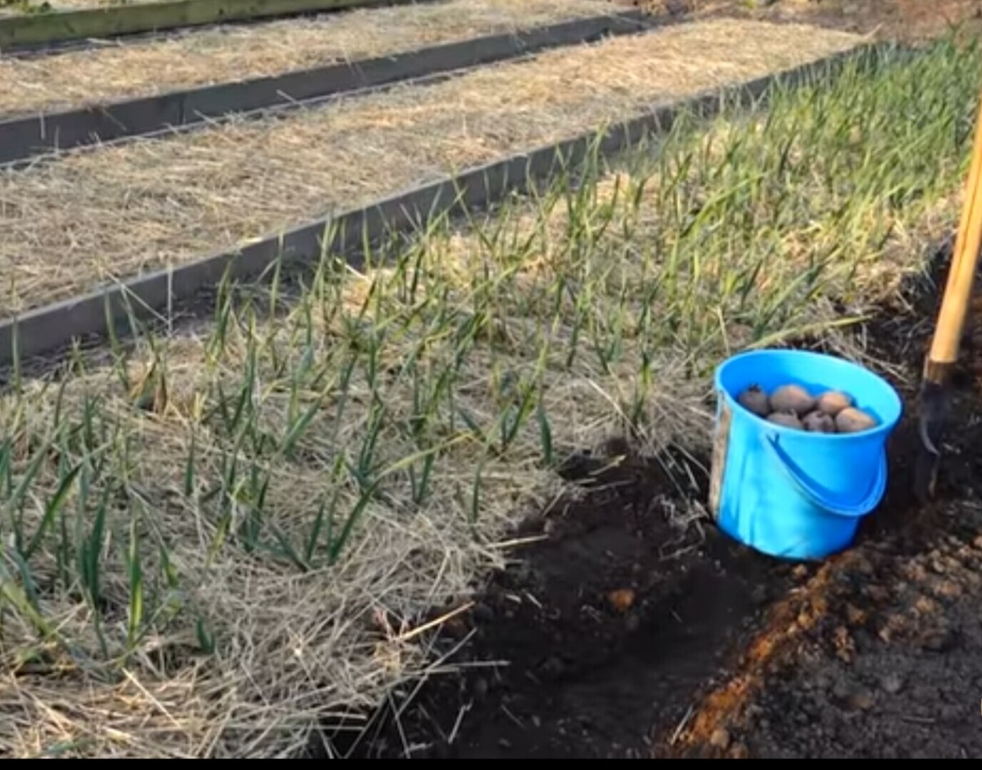 Уникальный способ выращивания картофеля под соломой: Поддержка постоянной влаги, не нужно пропалывать и окучивать