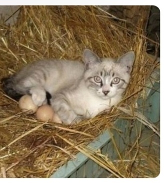 Уж эти мне забавные кошки.