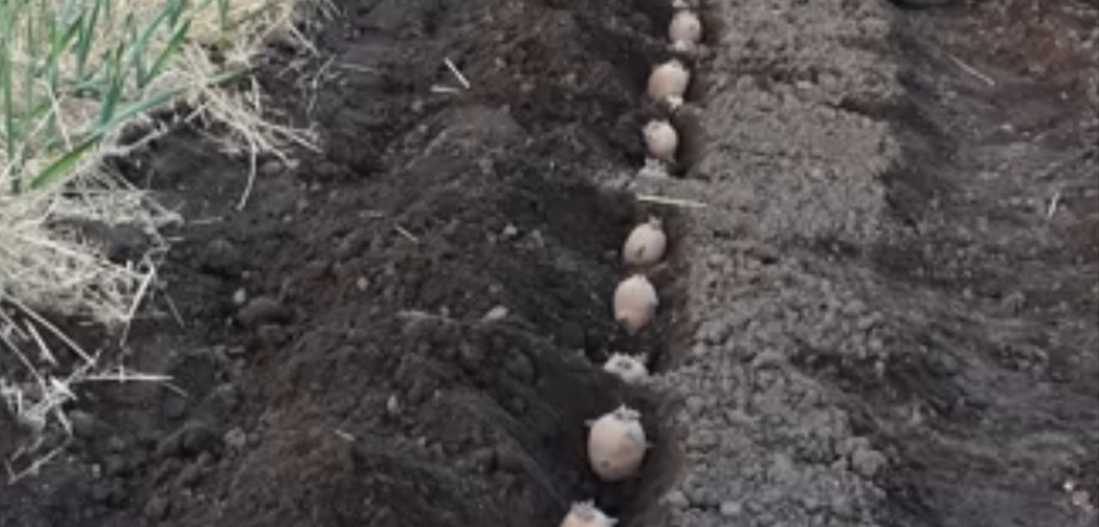 Уникальный способ выращивания картофеля под соломой: Поддержка постоянной влаги, не нужно пропалывать и окучивать