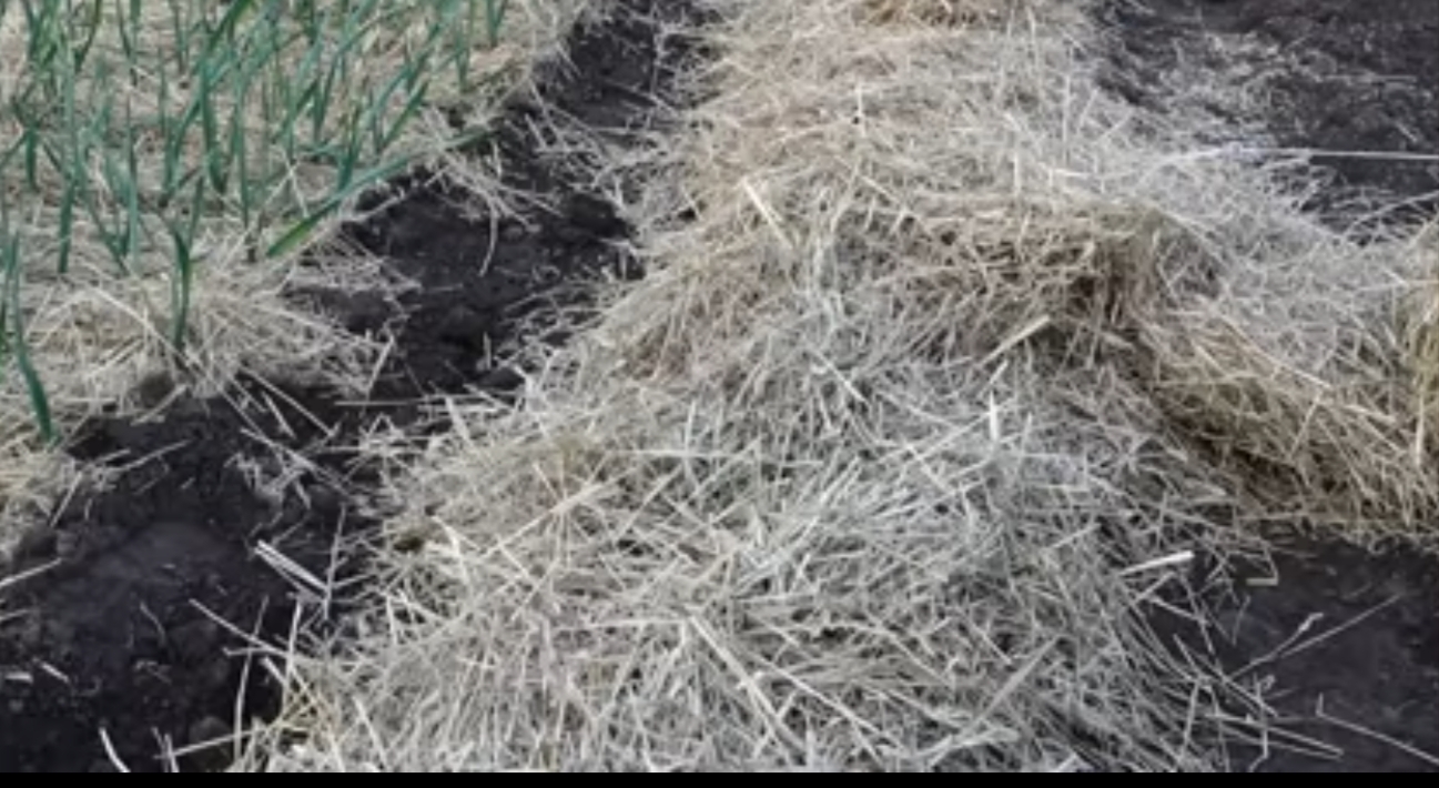 Уникальный способ выращивания картофеля под соломой: Поддержка постоянной влаги, не нужно пропалывать и окучивать