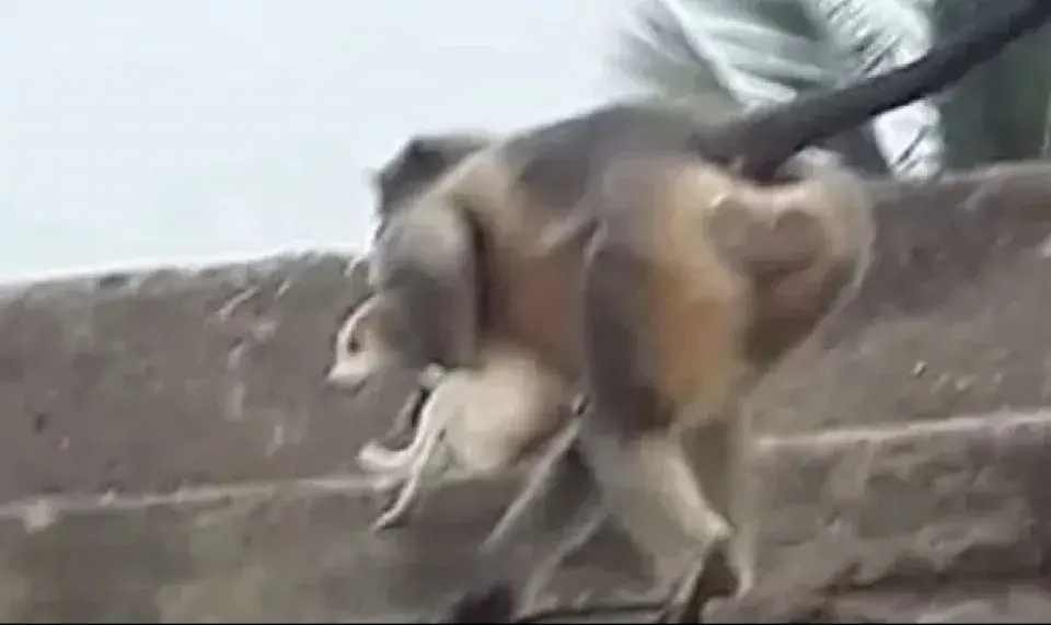 Необъяснимая агрессия обезьян. Что это — месть людям или сбывающееся пророчество Аллана Чумака? Редко кто отваживается досмотреть видео до конца (18+)