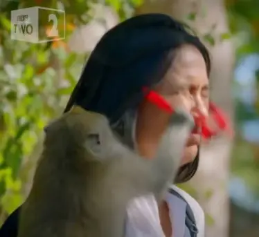 Необъяснимая агрессия обезьян. Что это — месть людям или сбывающееся пророчество Аллана Чумака? Редко кто отваживается досмотреть видео до конца (18+)