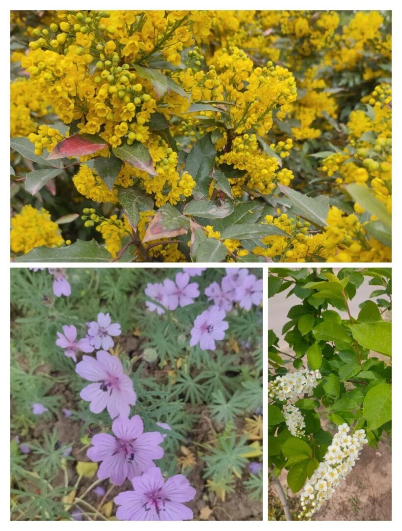 Яркие краски весны