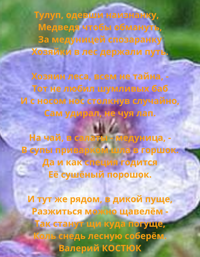 День в календаре. 26 апреля Фомаида Медуница.