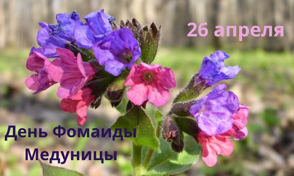 День в календаре. 26 апреля Фомаида Медуница.