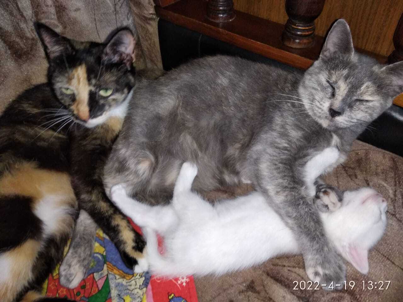 Все котейки мои❤️❤️❤️