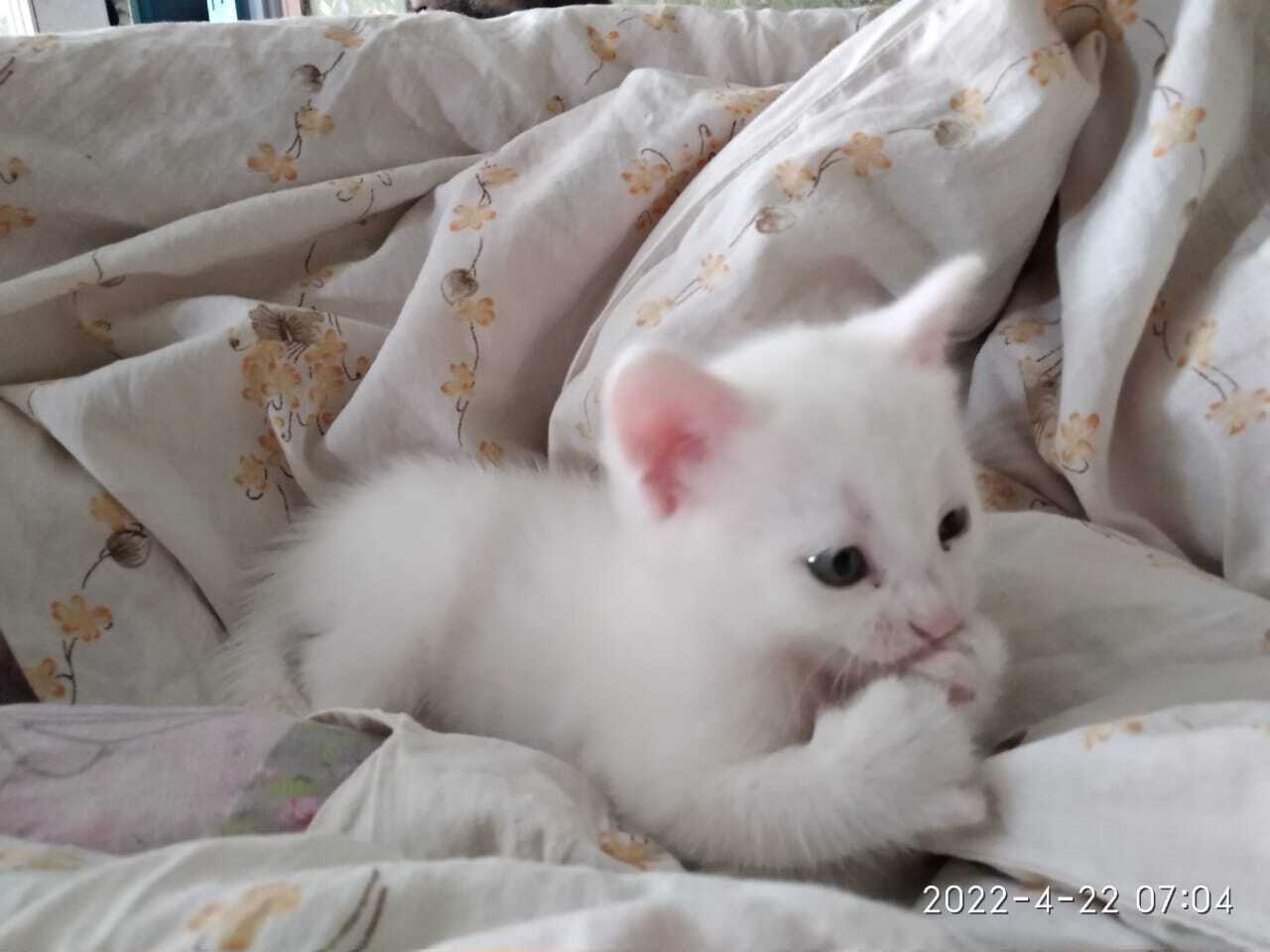 Все котейки мои❤️❤️❤️