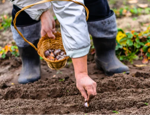 Способ забыть о сорняках на грядках на весь сезон, без всяких триммеров и прополки. Один раз сделал — отдыхай