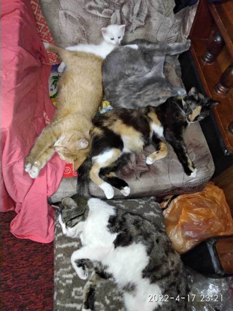 Все котейки мои❤️❤️❤️