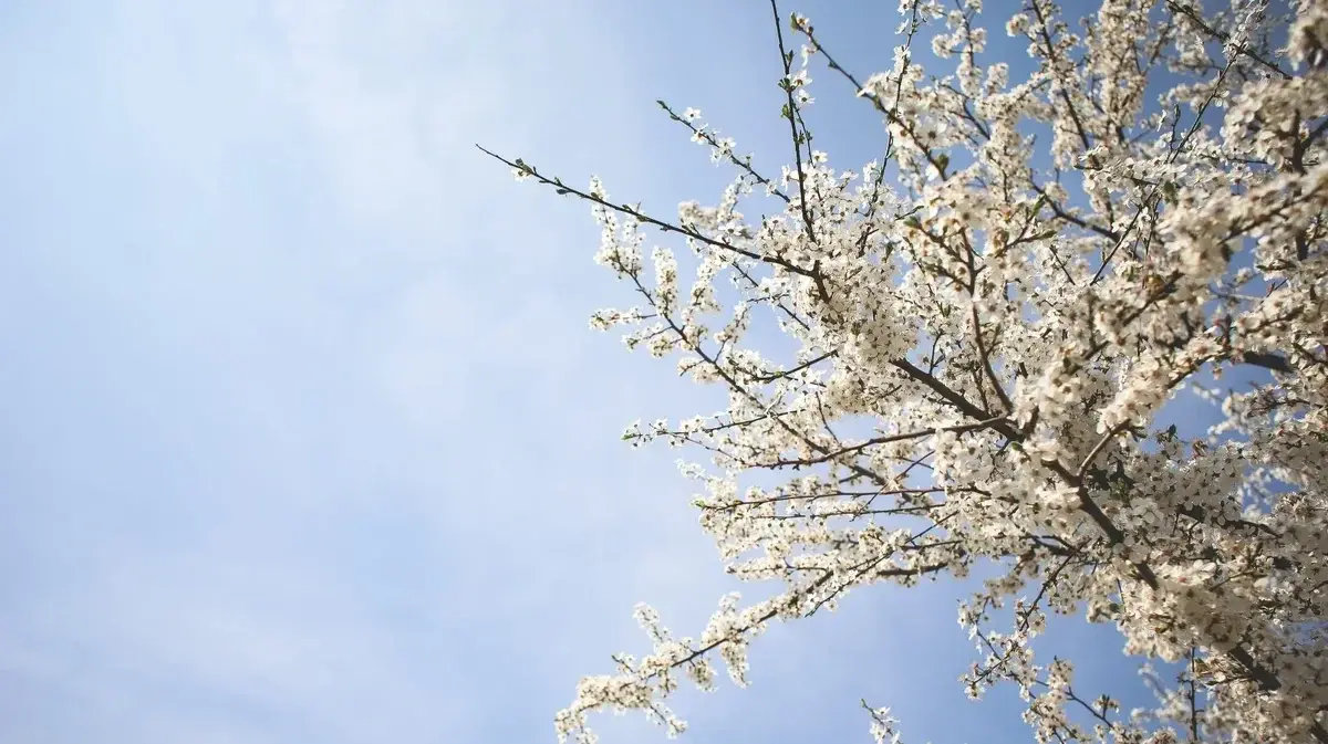 1 Мая: история праздника, особенности и традиции 1 мая, как поздравить на День труда, как отдыхаем