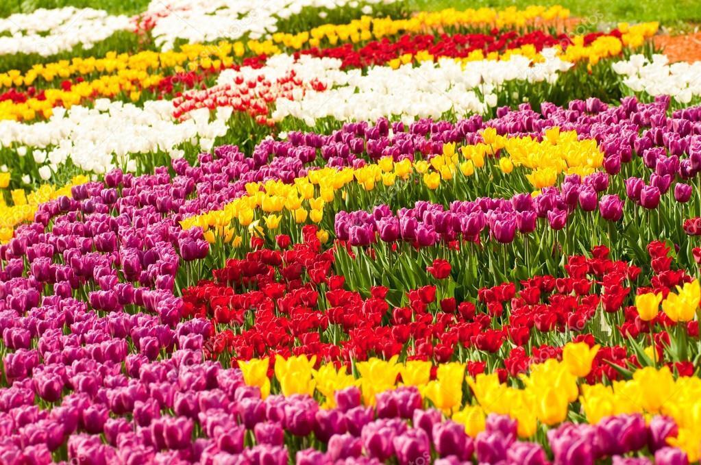 Никита вальс цветов каждый год: Парад тюльпанов 2022 год 15 по счету открыт