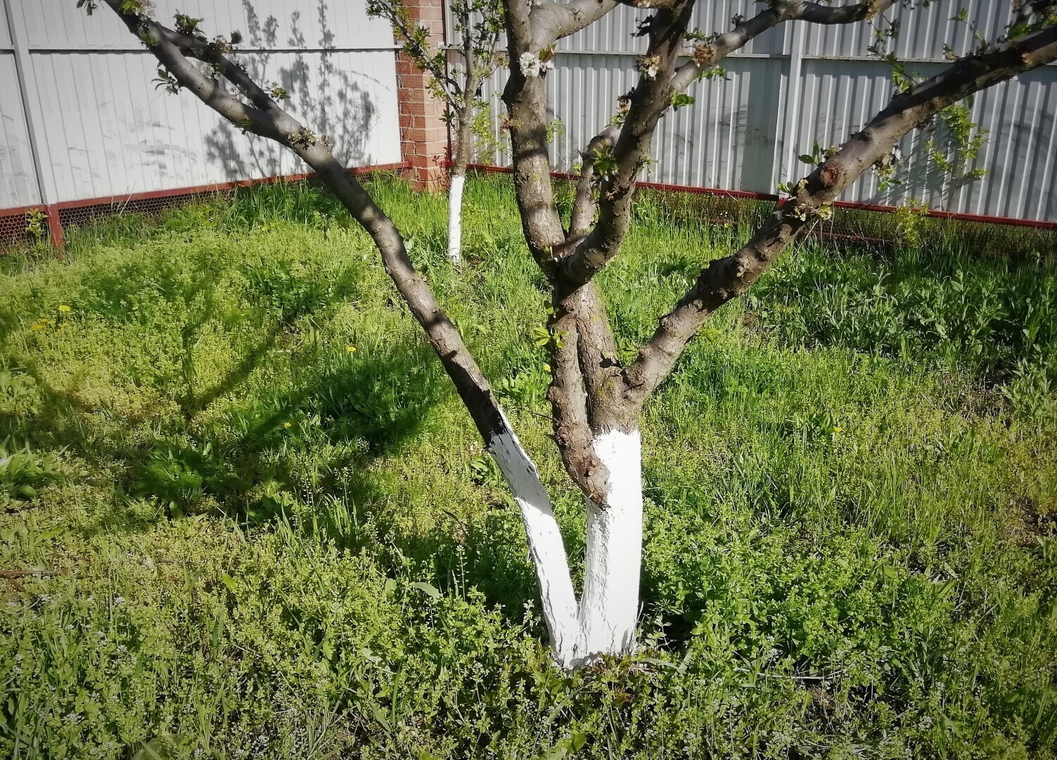 Деревья сейчас. Побелка однолеток весной. Зачем белят деревья известью весной