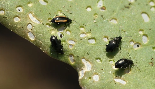 Огородники пренебрегают отношением к крестоцветной блошке и вместо урожая капусты собирают свои слёзы по осени