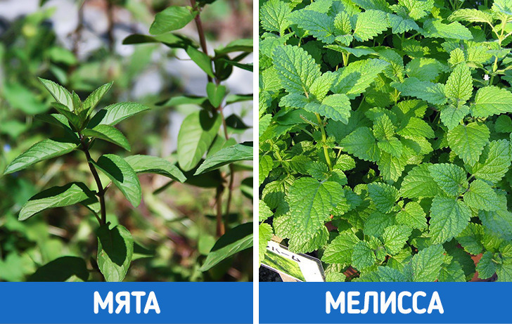 10+ пар слов, которы мы часто путаем