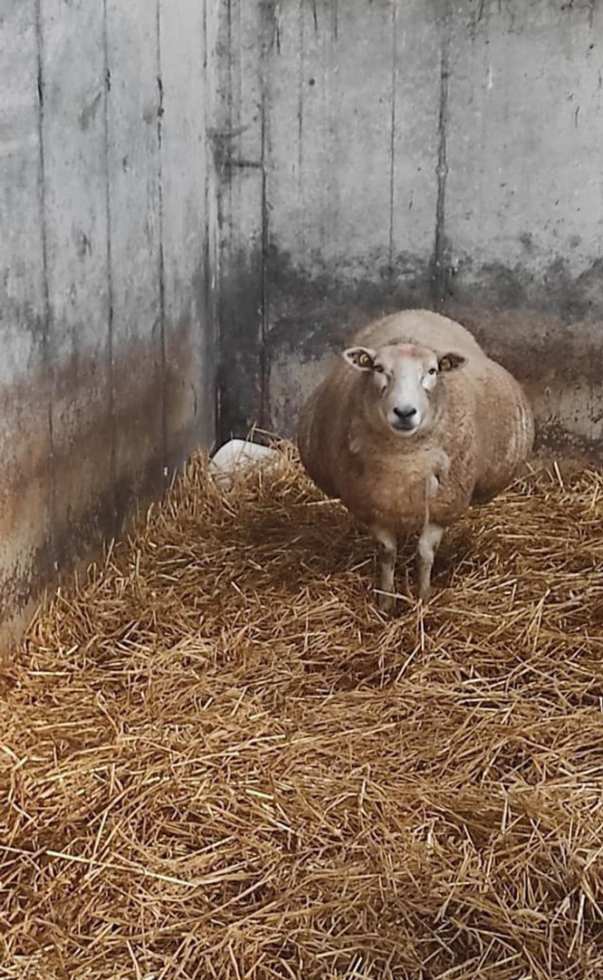 10+ современных фотографий, которые выглядят как шедевры эпохи Ренессанса