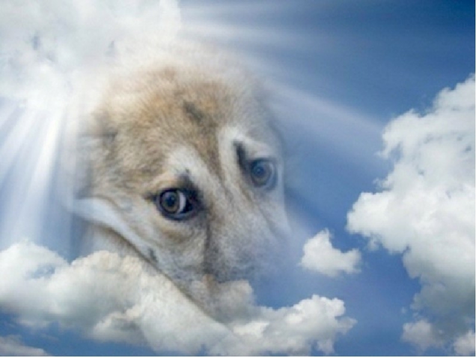 Есть ли Бог на свете? Что такое душа? Вопросы детсадовки