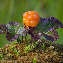 Елена Ильинична, г. Кандалакша