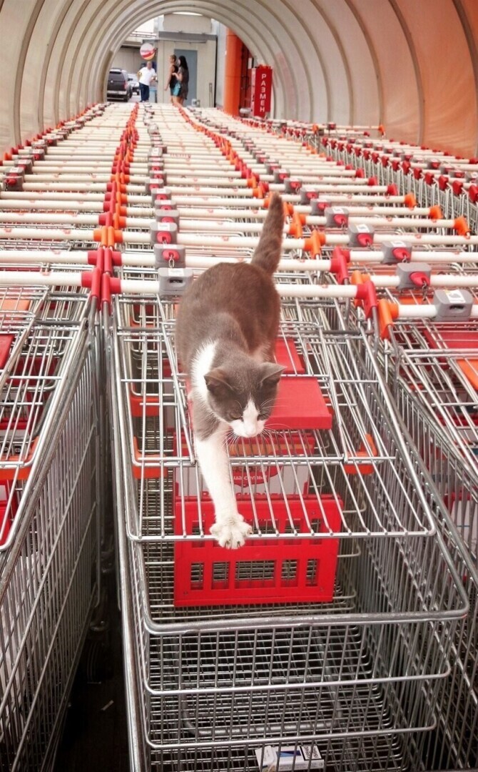 Без кота и жизнь не та - фотоподборка