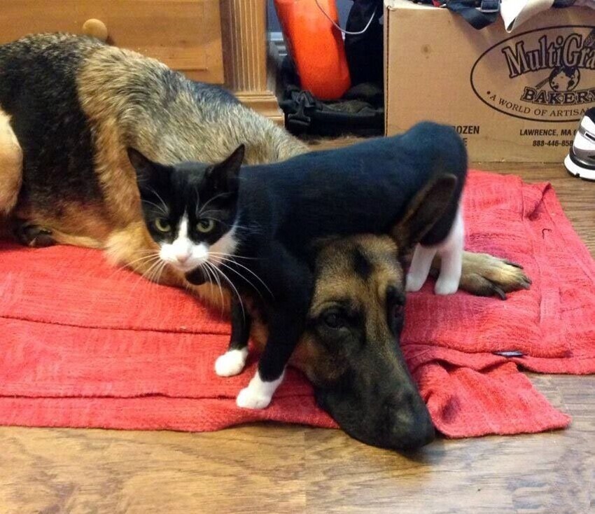 Без кота и жизнь не та - фотоподборка