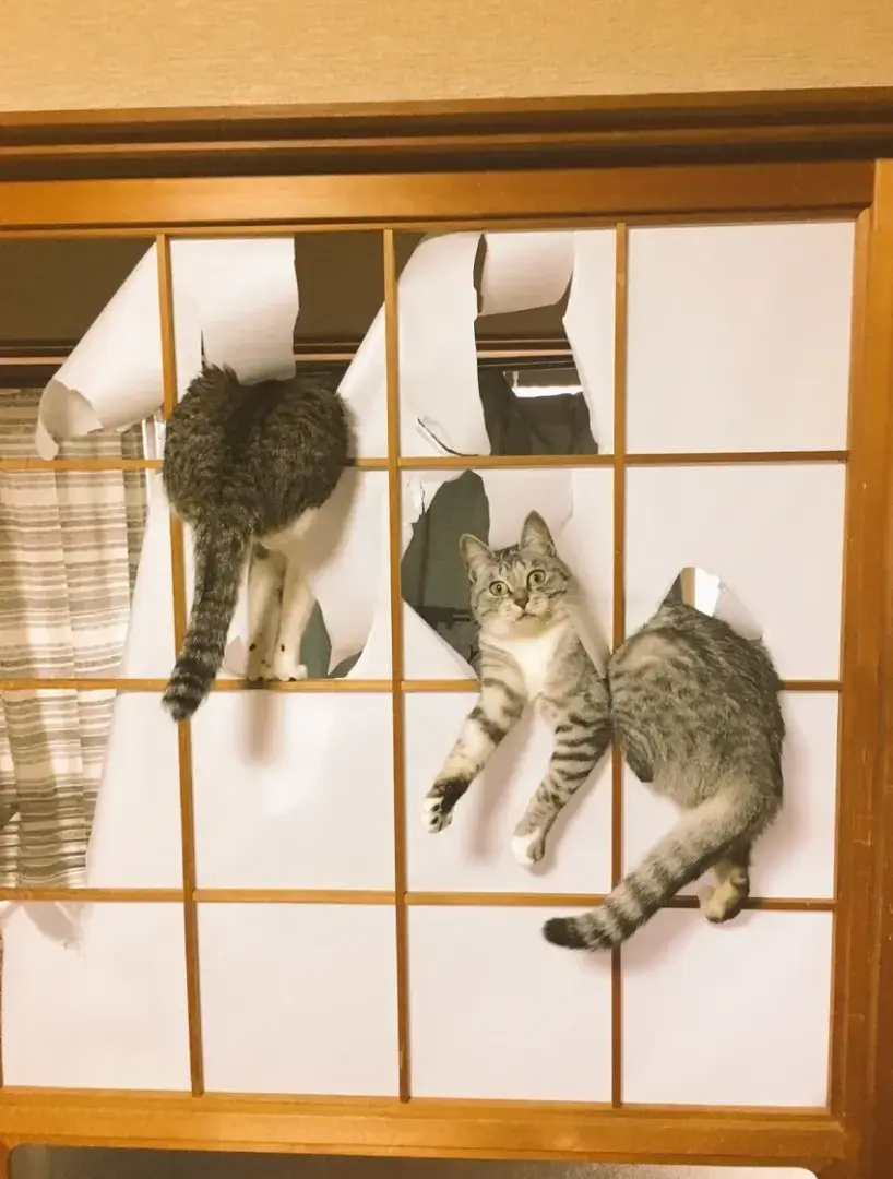 Без кота и жизнь не та - фотоподборка