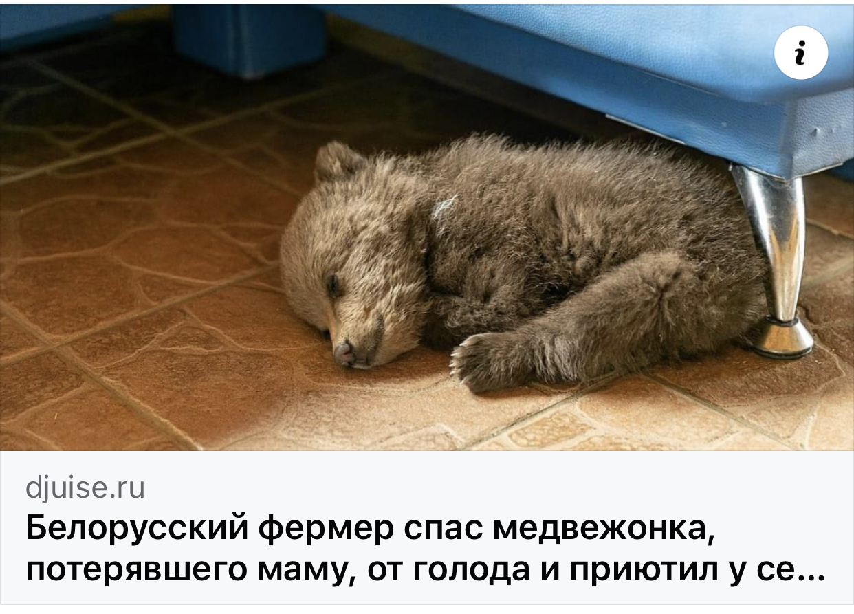Белорусский фермер спас медвежонка, потерявшего маму, от голода и приютил у себя.