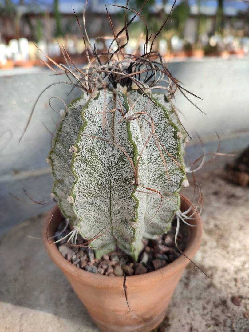 Верните кактус или он вас накажет